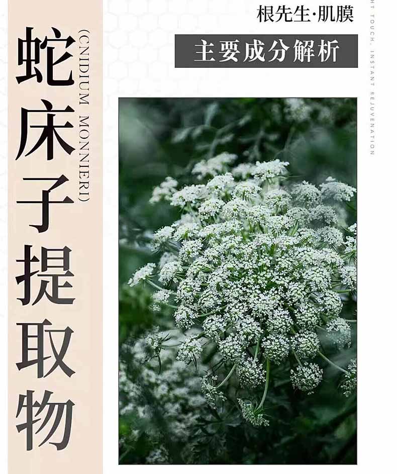 图片[7]-根先生[原装版]根先生肌膜男士私处护理根先生肌动力强化膜JJM膜二代 根先生肌膜贴（12片）-外用产品-试准岛